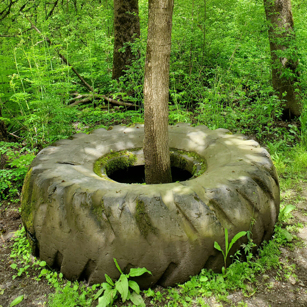 Old tractor tire in the woods with a tree going through its center.