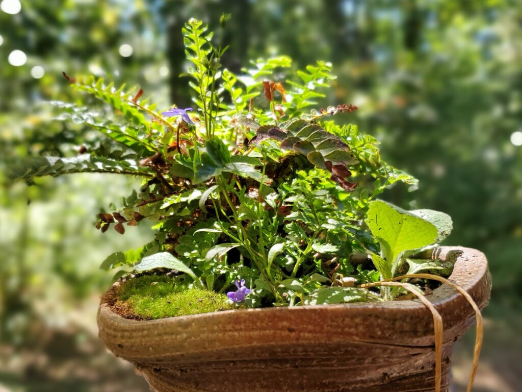 Rim of 6" pot with fens, violet, moss and other greenery