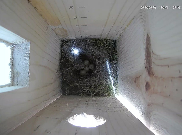 Five dime-sized eggs surrounded by feathers and moss in a wood-sided bird house.